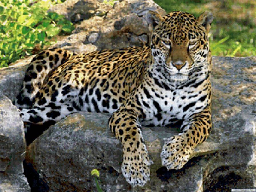 отдых 2 - фауна, кошки, дикая природа - предпросмотр