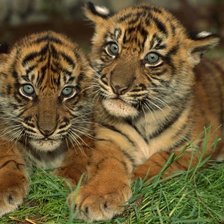 Маленькие тигрята
