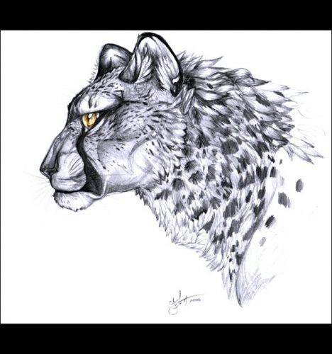 гепард - животные - оригинал