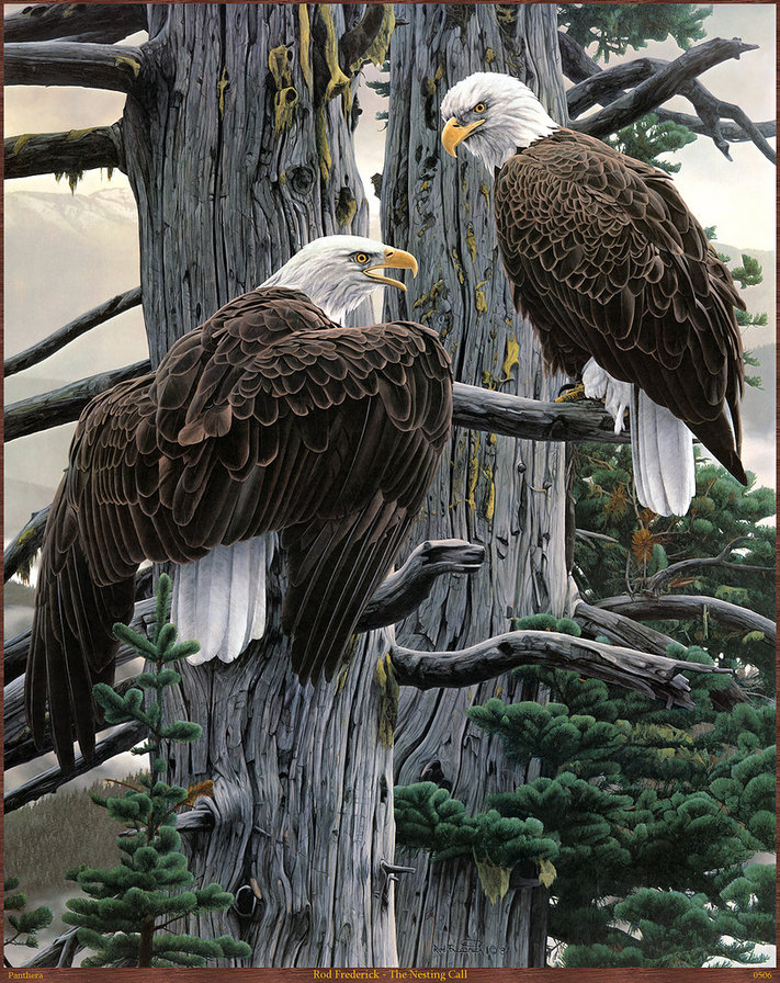 орлы - хищники, птицы, орел - оригинал