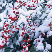 Схема вышивки «ягоды под снегом»