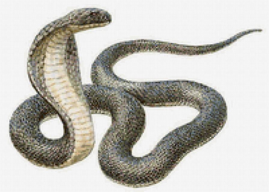 змея - предпросмотр