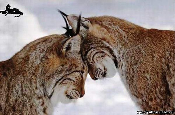 №59245 - кошки, животные - оригинал