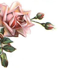Оригинал схемы вышивки «Роза» (№59470)
