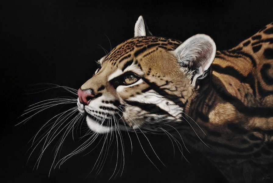 животные - картина, кошки, хищники - оригинал