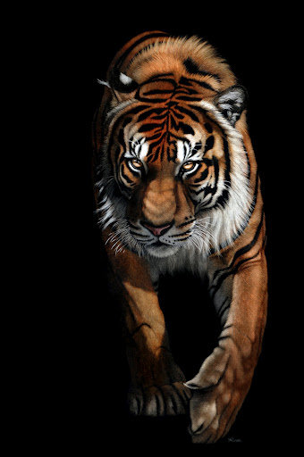 тигр - животные, кошки, тигры, хищники - оригинал
