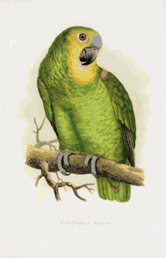 попугайчик - попугаи, попугайчики, картина, попугай, птицы - предпросмотр
