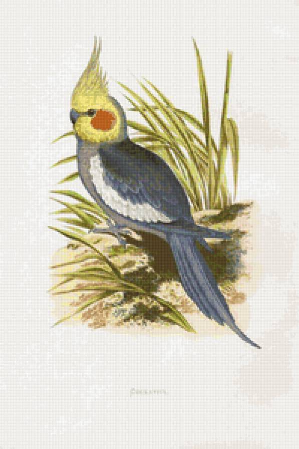 попугайчик - картина, попугай, попугайчики, птицы, попугаи - предпросмотр