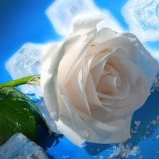 Роза и лёд