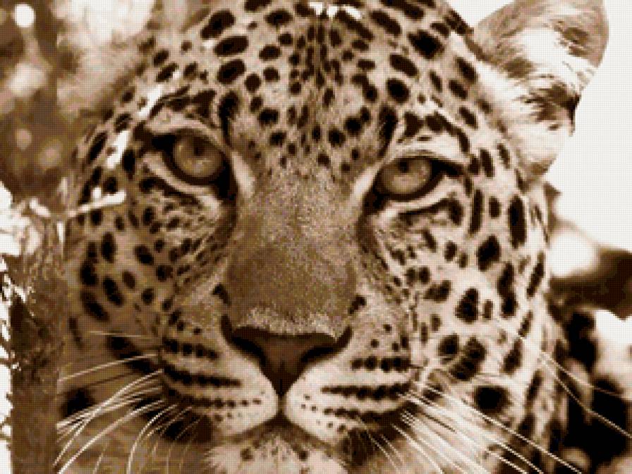 Большой Леопард - предпросмотр