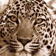 Схема вышивки «Большой Леопард»