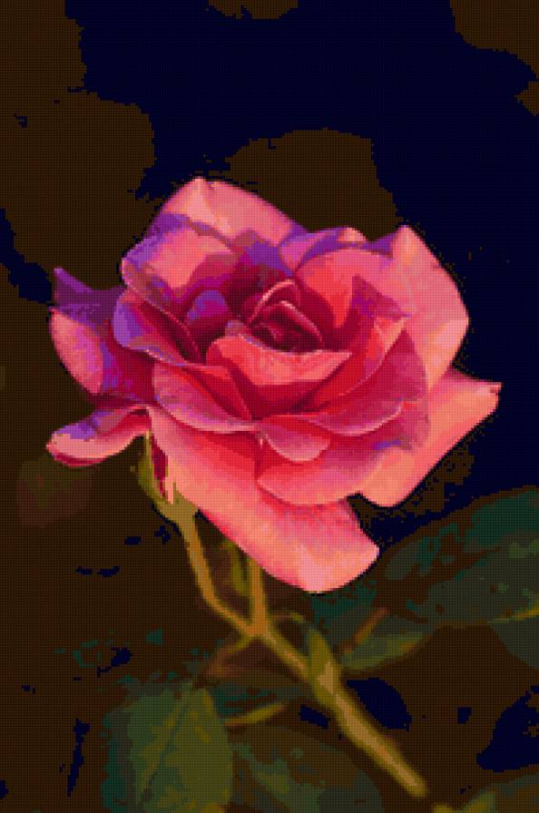 роза - роза, цветы, цветок, розы - предпросмотр