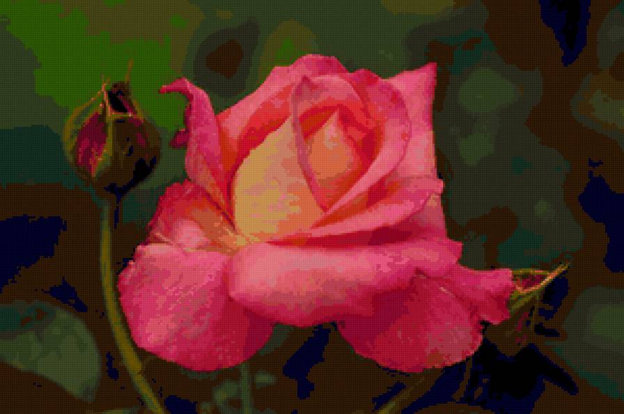 роза - цветы, розы, цветок, роза - предпросмотр