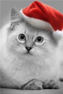 Киска - животное, кошка, праздник - оригинал