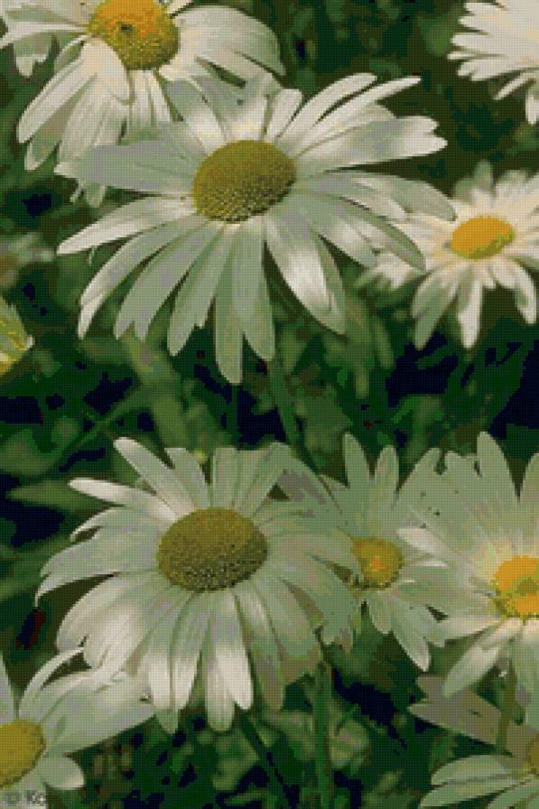 Ромашки - природа, цветы - предпросмотр