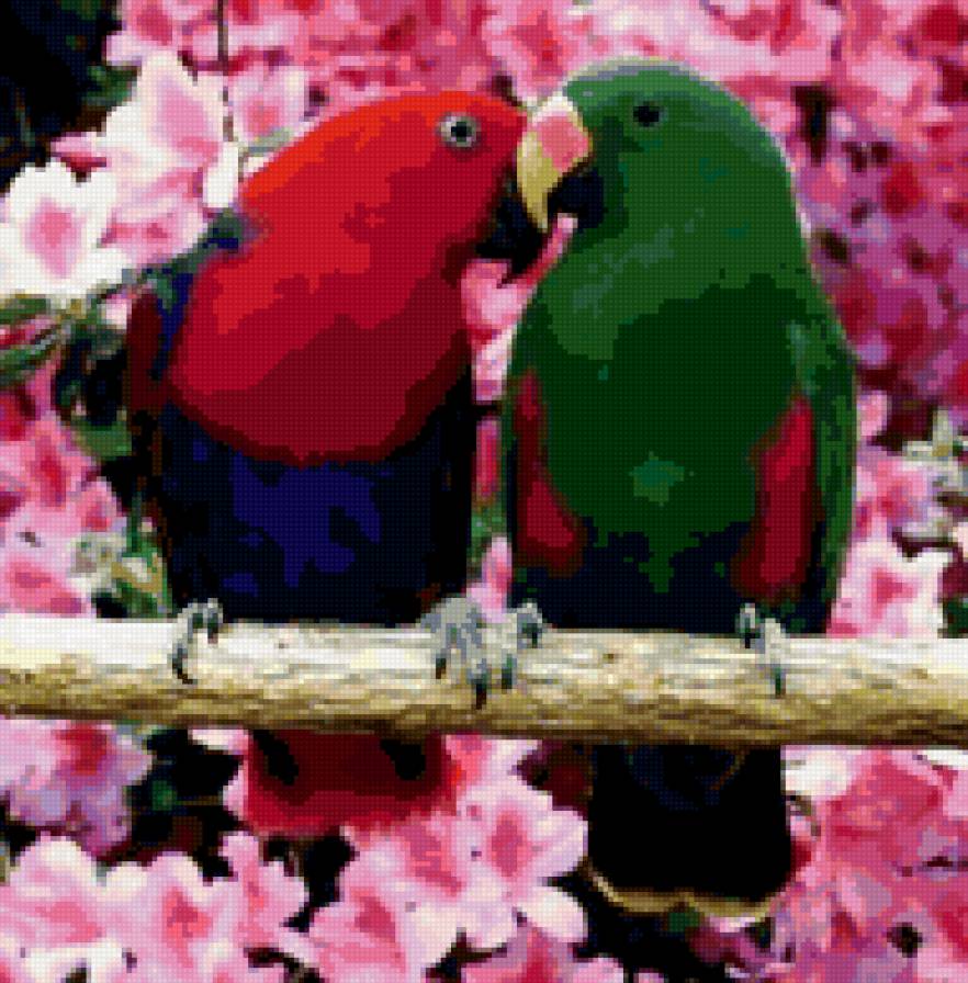 56+ - животное, двое, птица, попугай - предпросмотр