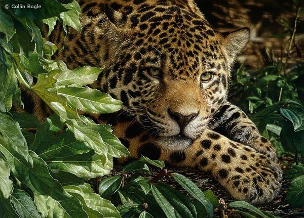 леопард - хищник, леопард - оригинал