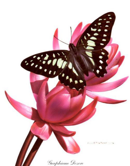 Бабочка - животные, природа - оригинал