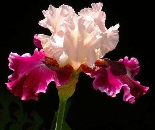 Ирис - цветы - оригинал