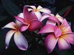 цветок - оригинал