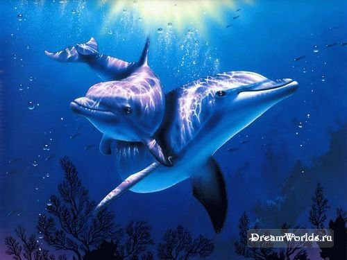 дельфины - оригинал