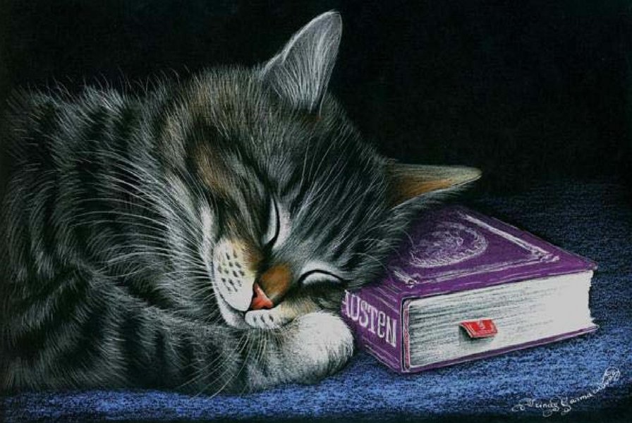 Кот и книга - животные, кошка, сон, книга - оригинал