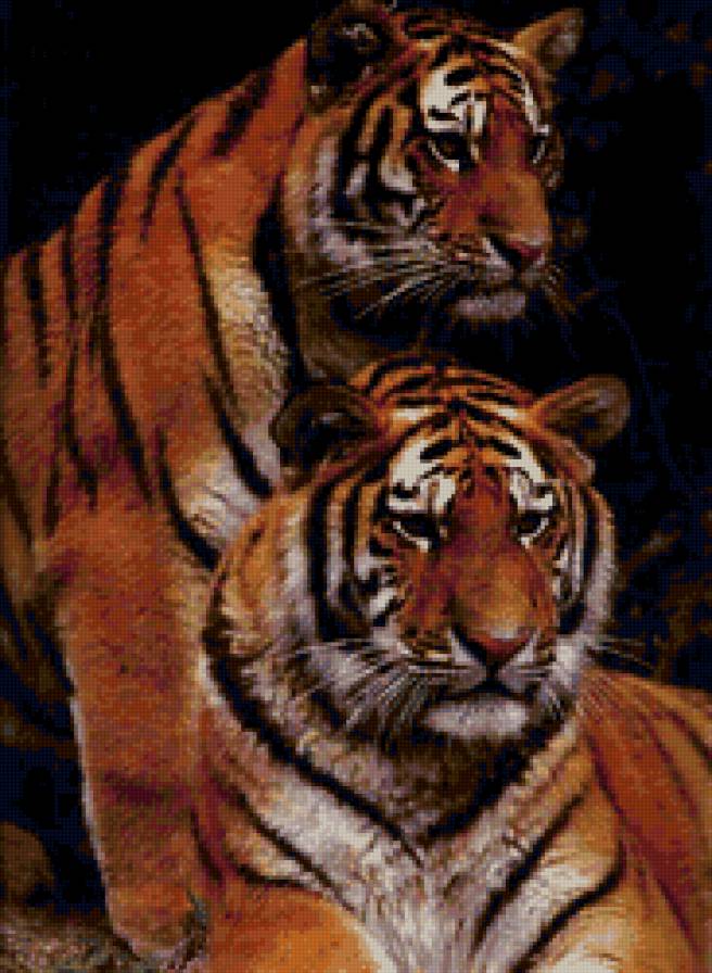 пара - тигры, животные - предпросмотр