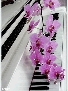 Орхидея - цветок, рояль, орхидея - оригинал