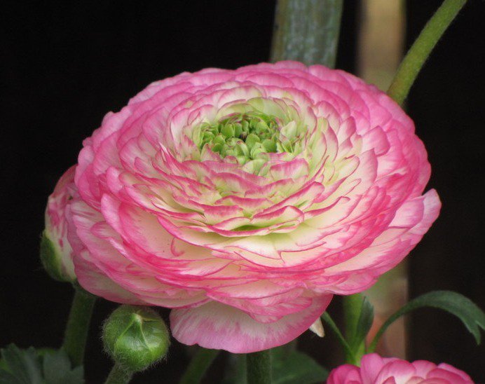 №61390 - цветы, цветок - оригинал