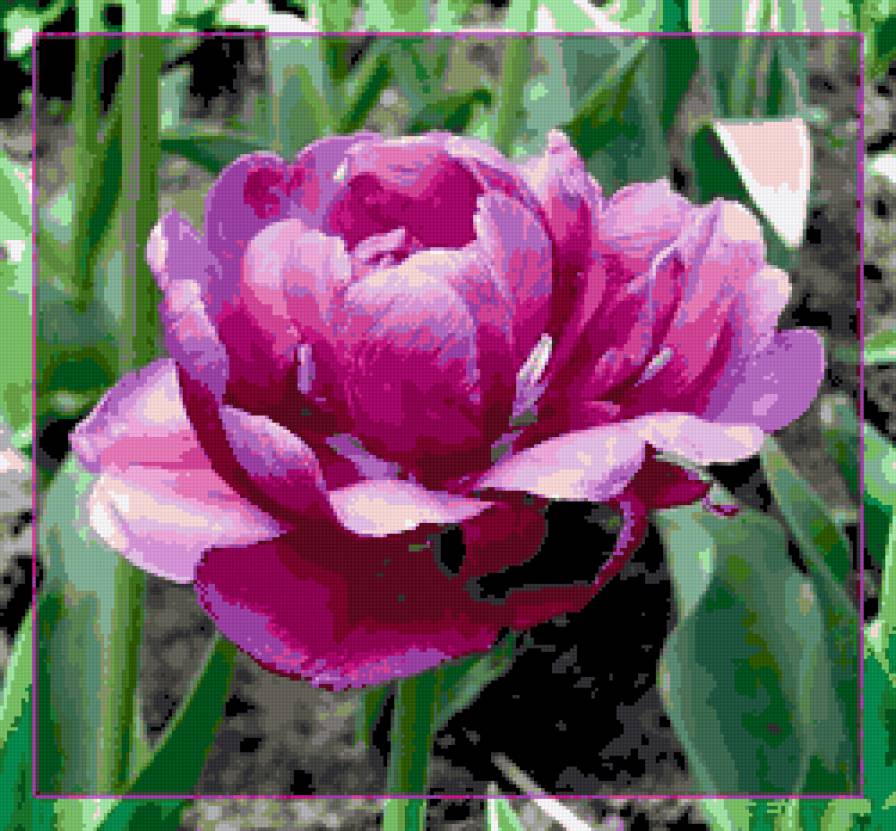 тюльпан - тюльпаны, цветы, цветок - предпросмотр