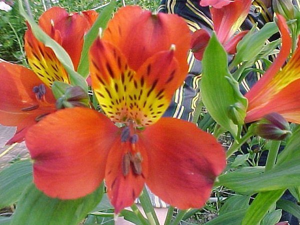 №61399 - цветы - оригинал