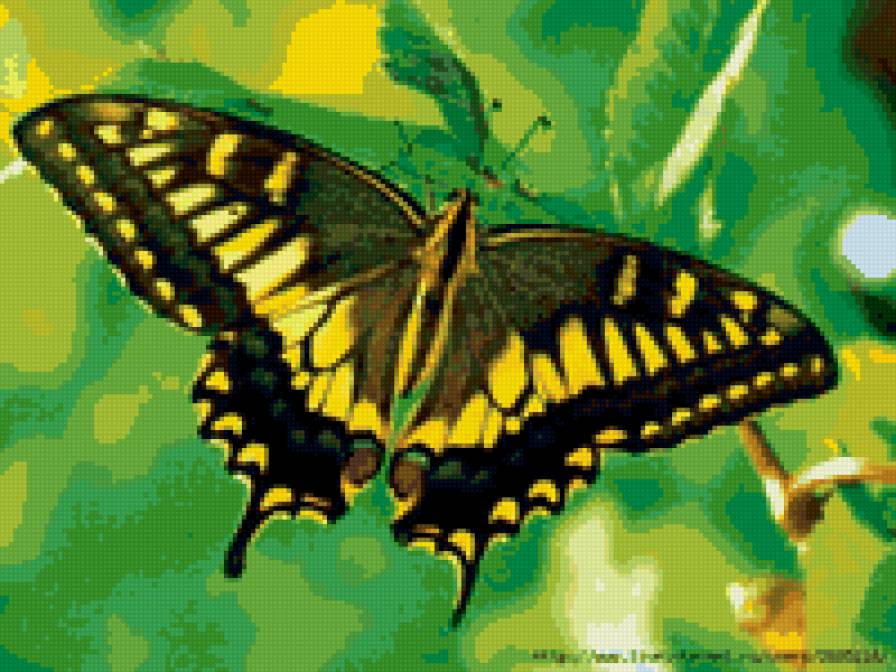 бабочка3 - природа, бабочки - предпросмотр