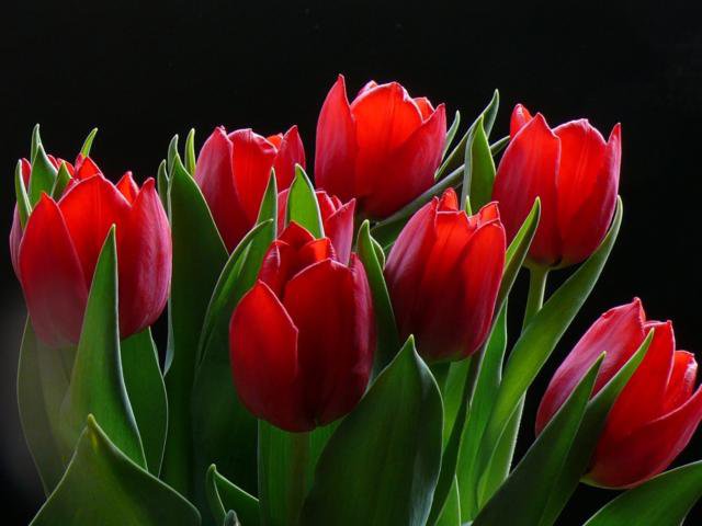 тюльпаны - цветы, тюльпаны, букет - оригинал