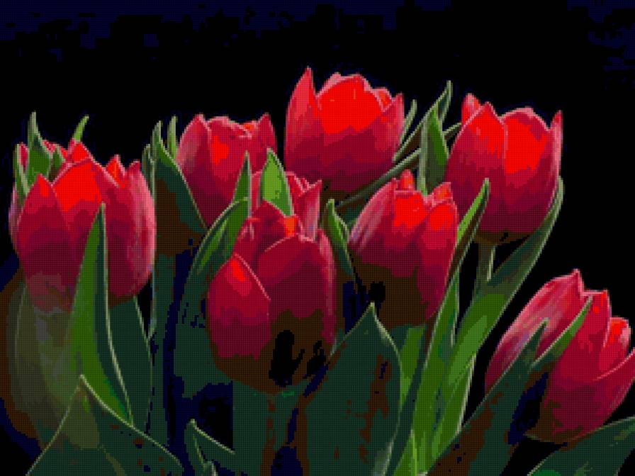 тюльпаны - цветы, букет, тюльпаны - предпросмотр