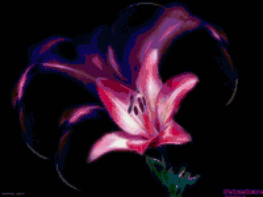 лилия - предпросмотр