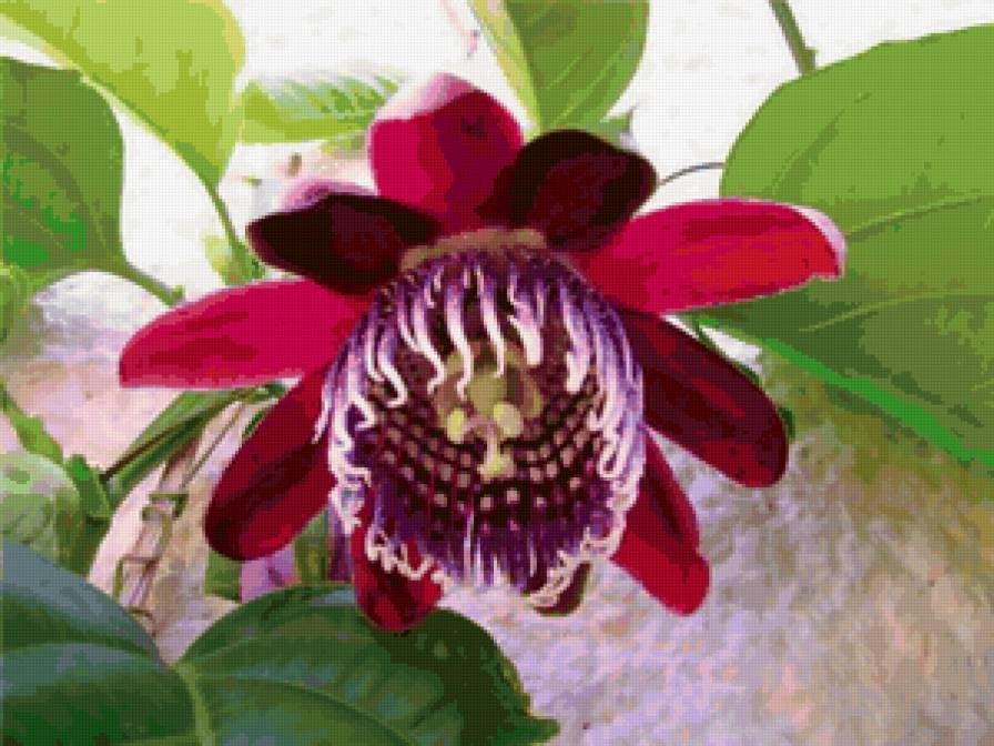 цвнточек - предпросмотр