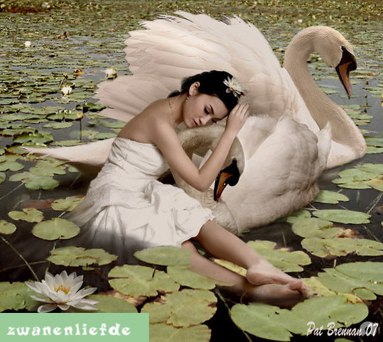 лебеди - оригинал