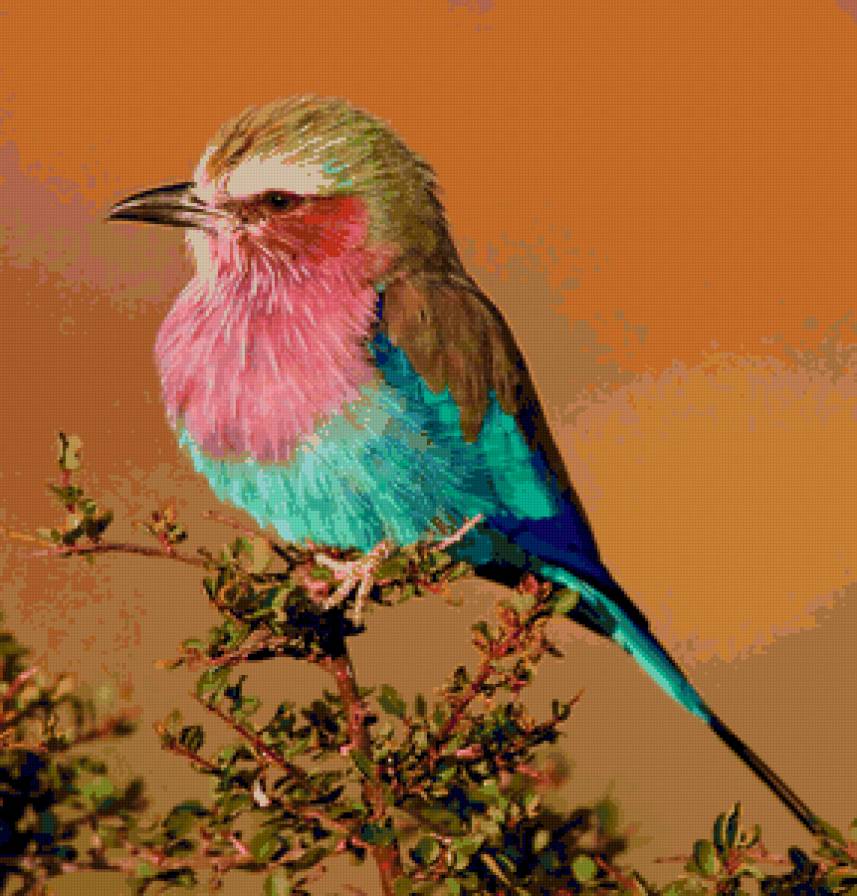 птичка - предпросмотр