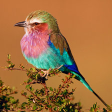 Схема вышивки «птичка»