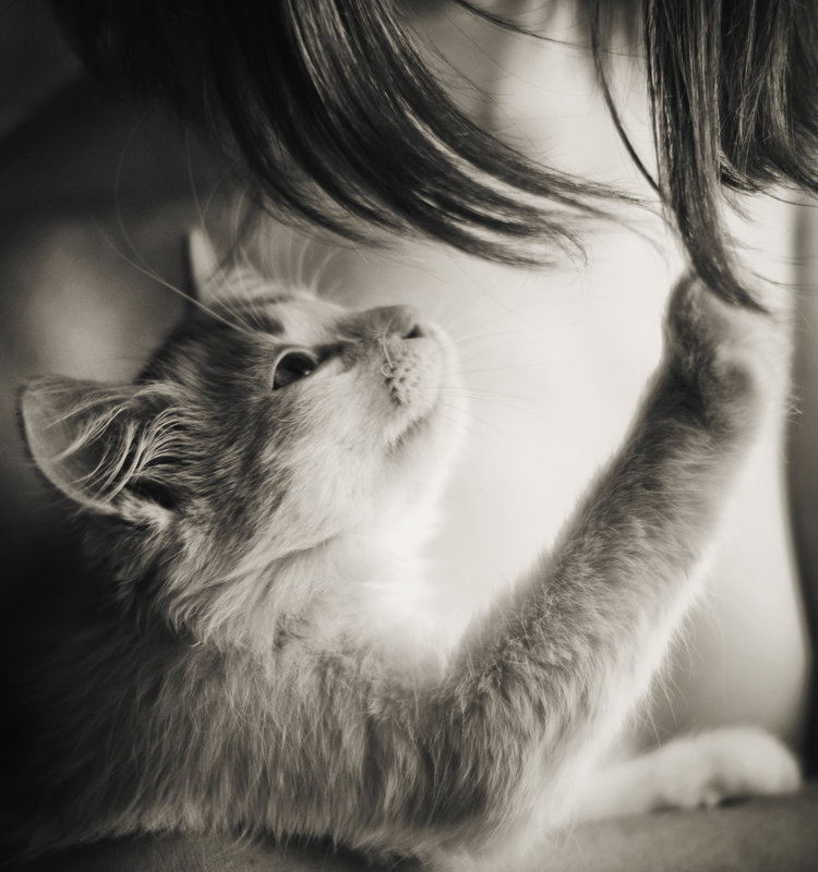 киця - оригинал