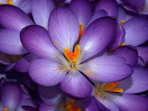 цветы - оригинал