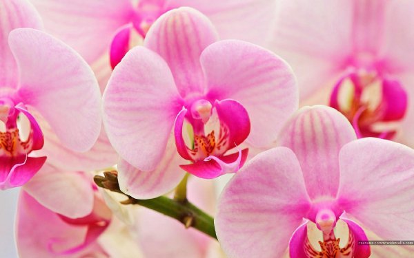 орхидеи - оригинал