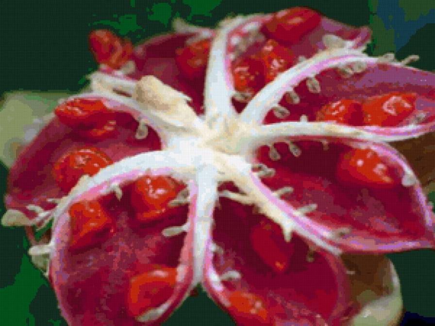 красный цветок - предпросмотр