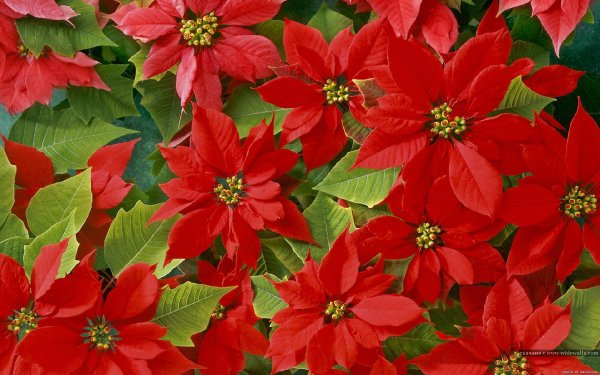 цветы - оригинал