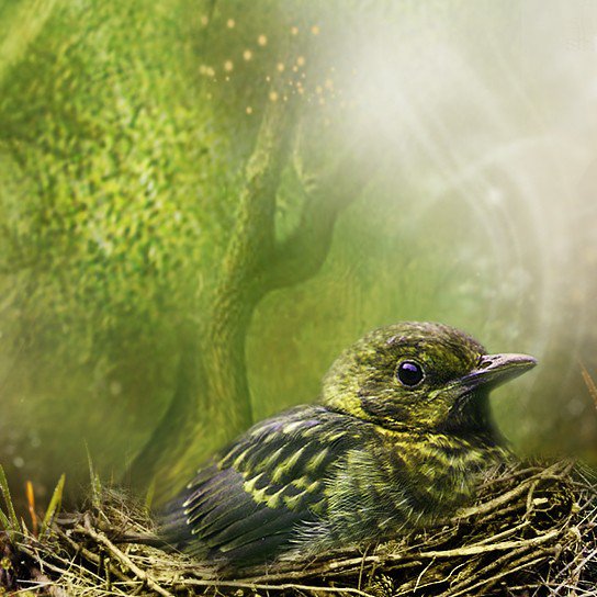 птичка - оригинал