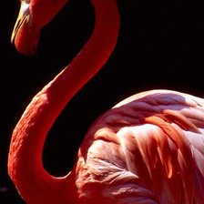 Схема вышивки «фламинго»