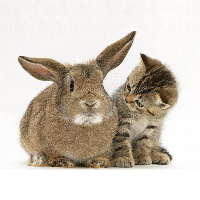 малыши - оригинал