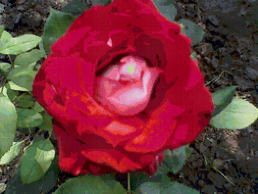 цветы - роза природа красота - предпросмотр