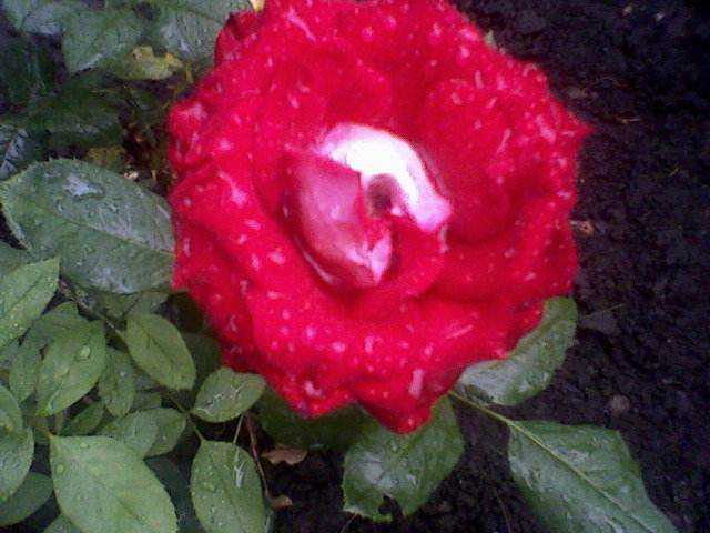 прекрасная роза - оригинал