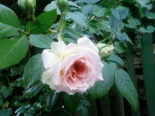 роза - оригинал